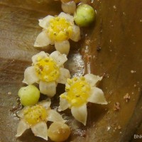 Spondias pinnata (L.f.) Kurz